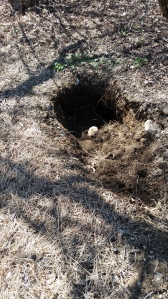 groundhog hole