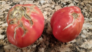 tomato cracks